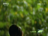 人与自然 《人与自然》 20161012 大蜜蜂家族（下）