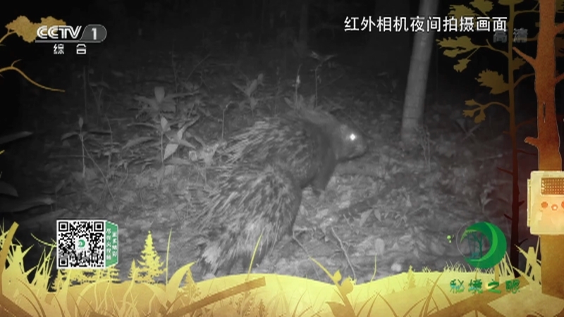 《秘境之眼》 中国豪猪 20210721