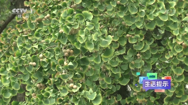 《生活提示》 20211102 银杏随处可见 为何成了濒危植物？
