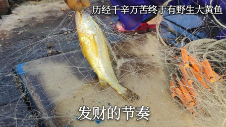 彪哥历经千辛万苦，终于捕到野生黄花鱼，这三条就能值近2000块钱