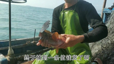 南澳岛赶海日记 彪哥出海放4500米网捕鱼，收获值钱大石斑，很久没捕到这么大的了