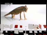 自然传奇 《进化》 皮肤 自然传奇 20110406