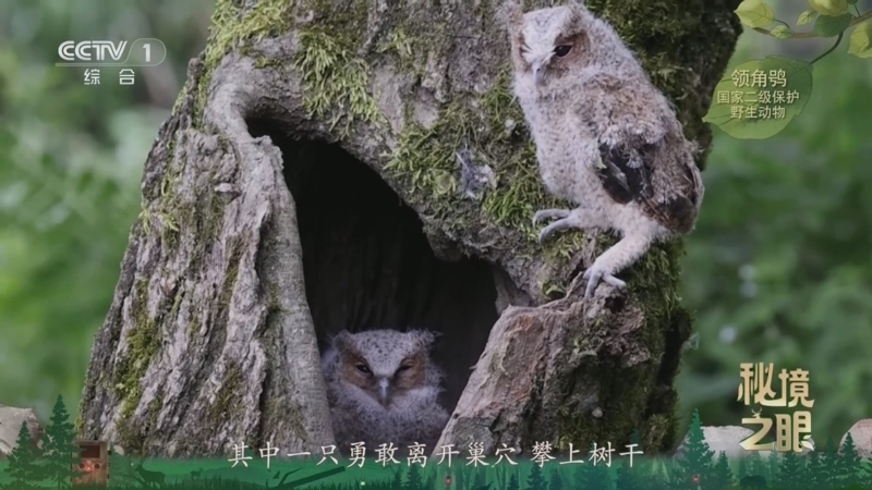 《秘境之眼》 领角鸮 20260314