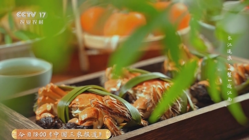 《乡土中国》 20251028 长江逐浪·“蟹”逅江南