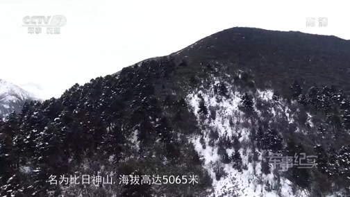 军事纪实 《军事纪实》 20190321 雪域勇士的荣耀