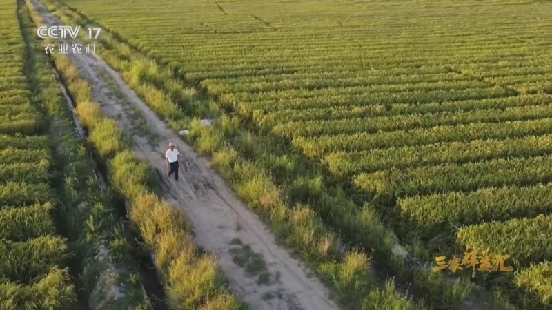 《三农群英汇》 20260410 三代育稻香