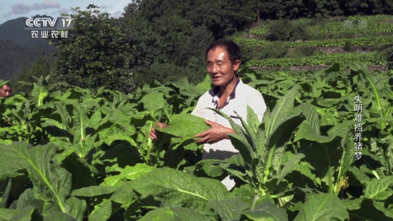 三农群英汇 《三农群英汇》 20201226 失明难挡养猪梦