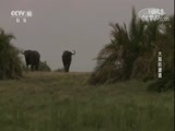 自然传奇 《自然传奇》 20171025 大猫的遭遇
