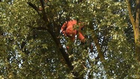 男子摘马蜂窝殒命 挂35米大树超24小时