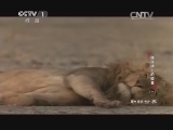 动物世界 《动物世界》 20140326 捕猎场上的较量（一）