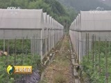 生财有道 《生财有道》 20180809 浙江开化：瓜田 菜园生财忙