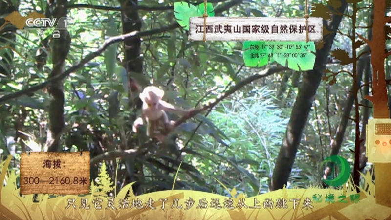《秘境之眼》 藏酋猴 20210325