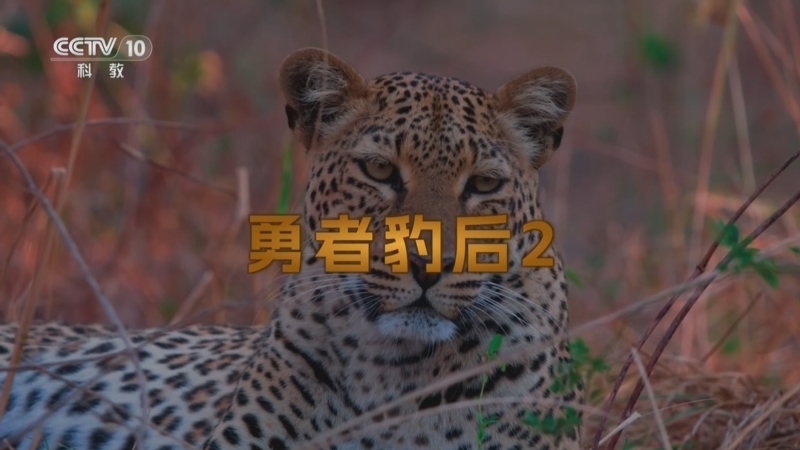 自然传奇 《自然传奇》 20260711 勇者豹后 2