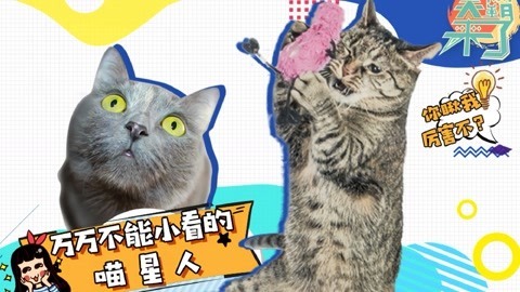 笑霸来了欢畅版 千万别小看喵星人