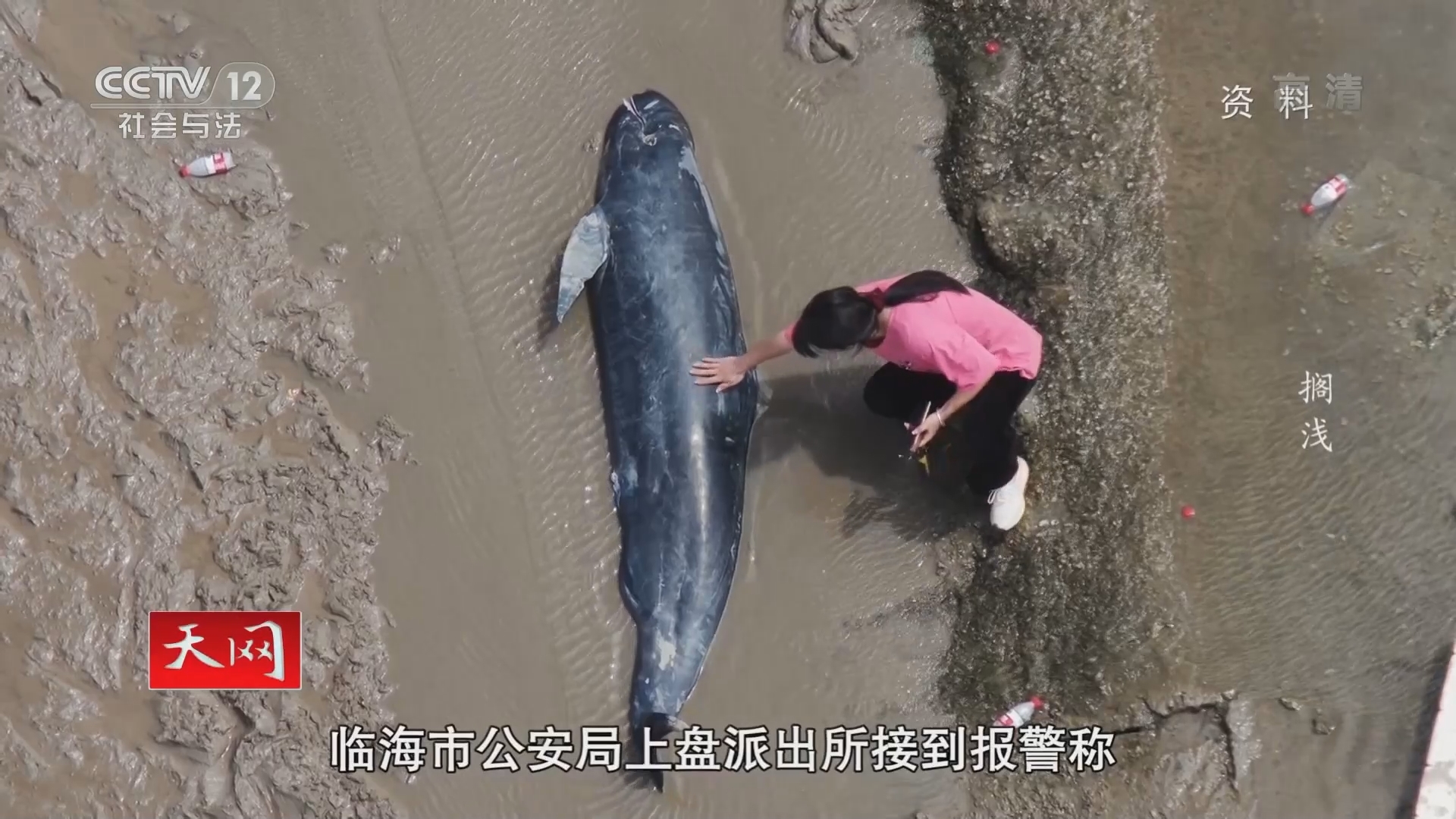 《天网》 20211125 搁浅
