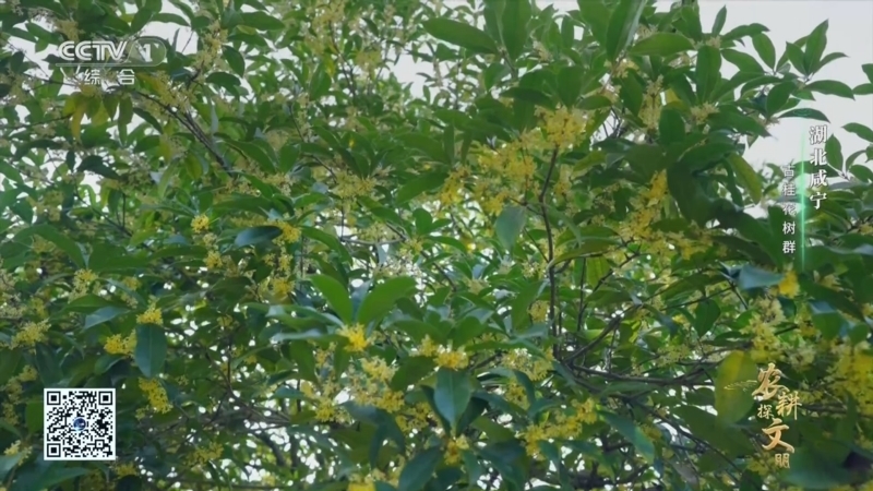 《农耕探文明》 第17集 湖北咸宁 古桂花树群