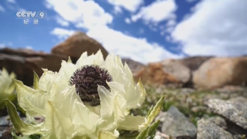 《青春兵团 第二季》 第4集 雪莲花开