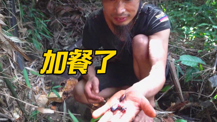 原始丛林人苏门答腊 第二季 独自在荒野生活，没事到森林转转，烂树木发现美味零食
