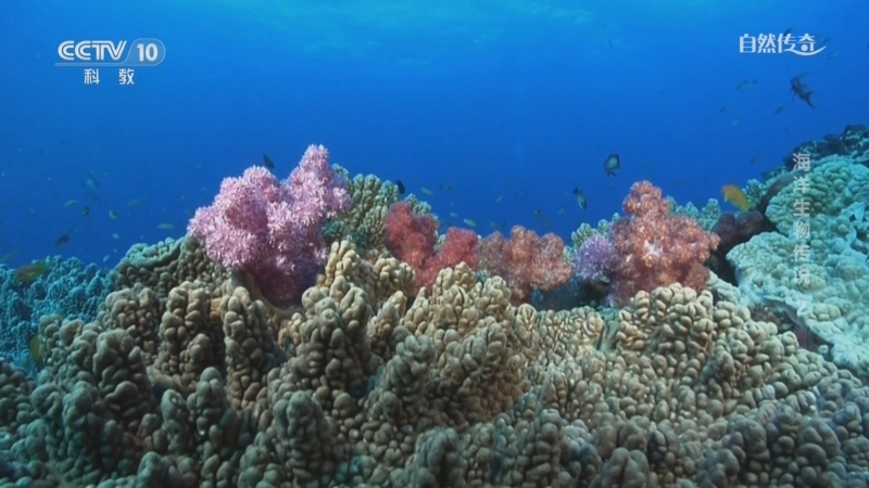 自然传奇 《自然传奇》 20240312 海洋生物传说 2