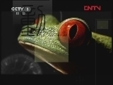 动物世界 《动物世界》 20120226