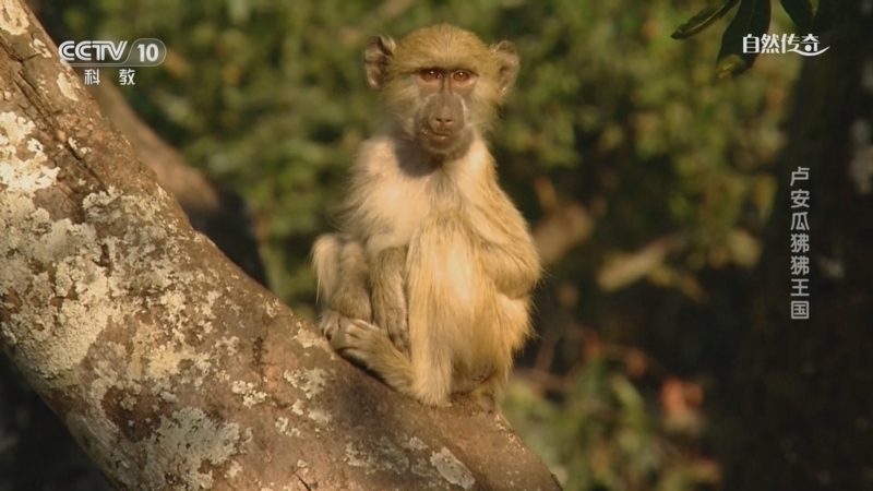 《自然传奇》 20251209 卢安瓜狒狒王国