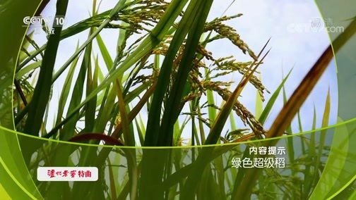 《走近科学》 20190923 绿色超级稻