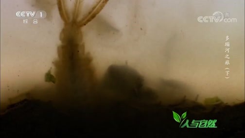 人与自然 《人与自然》 20190110 多瑙河之旅（下）