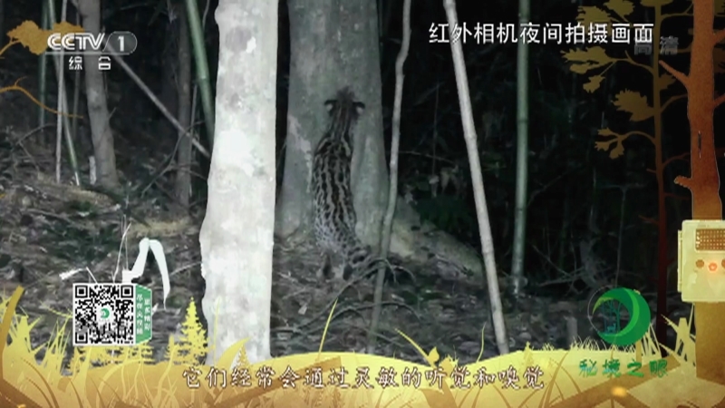 《秘境之眼》 豹猫 20210807