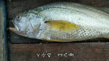 南澳岛赶海日记 出海捕鱼，抓到这条大货全船人大叫一条就能卖几千元，现在是很少见到了