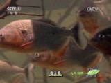 人与自然 《人与自然》 20150514 自然发现 南美野生世界——世外桃园（上）