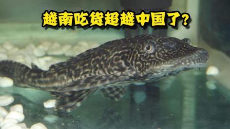 聊斋怪谈 越南吃货超越中国了这种鱼中国没人吃