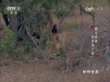 动物世界 《动物世界》 20170422 狮王家族的领地之战