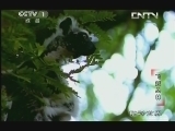 动物世界 《动物世界》 20130925 飞越丛林
