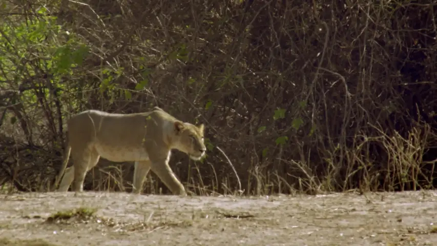 《生命之树》第3集