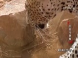 动物世界 《动物世界》 20171014 豹姐与狮妹