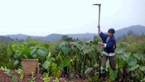李子柒古香古食 念念不忘芋香弥漫的芋头饭