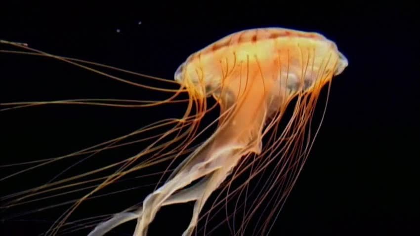 水母的秘密世界