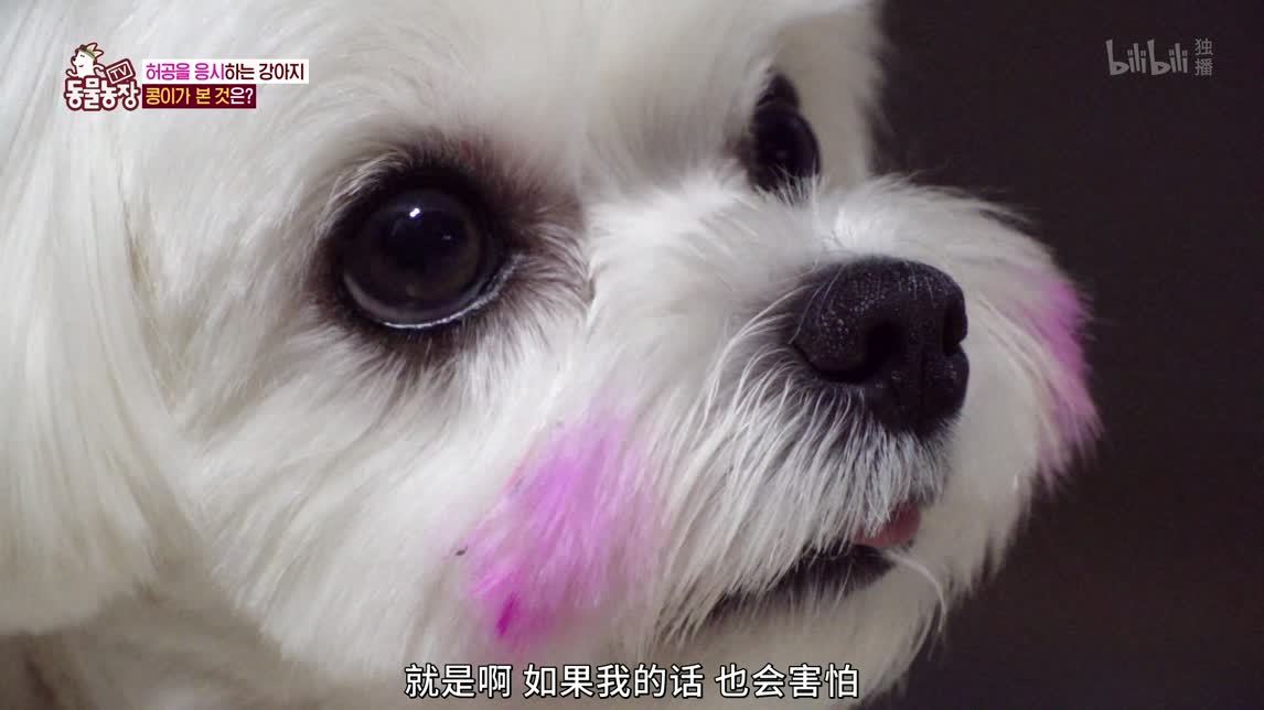 导向犬的故事