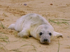 可爱的小崽子们第2集：玩耍第一课