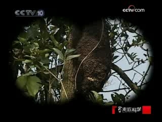 走近科学 蚂蚁杀手