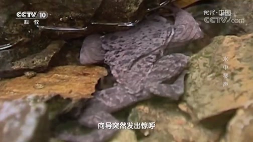 地理中国 《地理中国》 20190523 生物多样性日·水中琴声