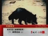 地理中国 《地理中国》 20120609 系列节目《秘境零距离》——草原追凶（上）