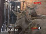 生财有道 《生财有道》 20110807 致富不走寻常“鹿”