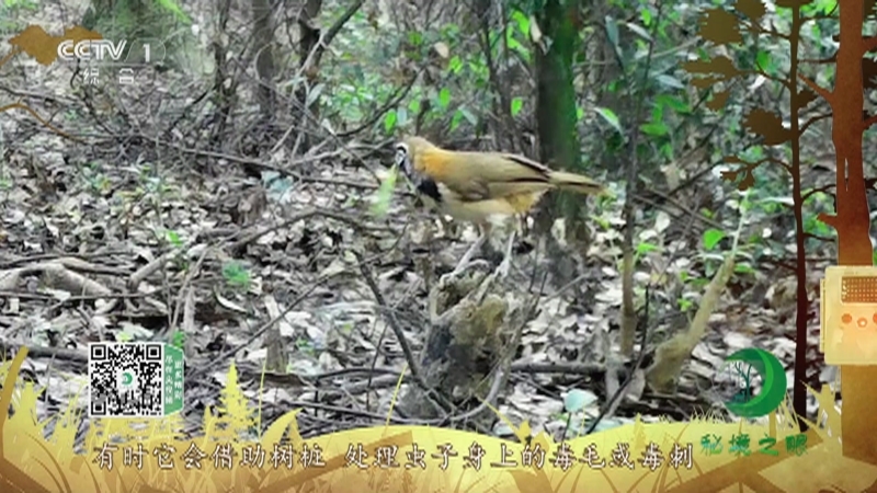 秘境之眼 《秘境之眼》 黑领噪鹛 20220426
