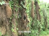 地理中国 《地理中国》 20160919 飞瀑迷墙