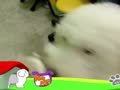 狗狗日记 第243天 会动的点点