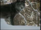 野生动物的保护者 野生动物的保护者 猞猁和克莱顿·阿普