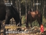 记住乡愁第一季 《记住乡愁 第一季》 20150107 第七集 查干哈达村——远亲不如近邻