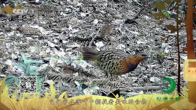 秘境之眼 《秘境之眼》 灰胸竹鸡 20220119