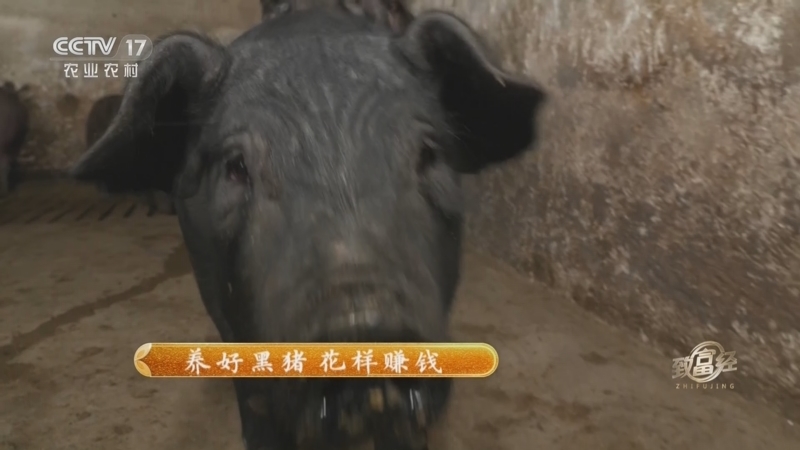 致富经 《致富经》 20230207 养好黑猪 花样赚钱